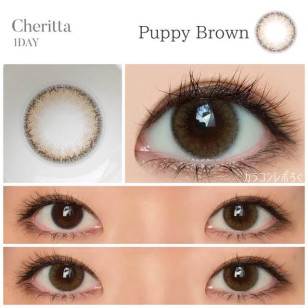 Cheritta 1day Puppy Brown チェリッタワンデー パピーブラウン
