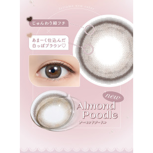 [1Day and 1Month]feliamo Almond Poodle フェリアモ アーモンドプードル