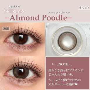 [1Day and 1Month]feliamo Almond Poodle フェリアモ アーモンドプードル