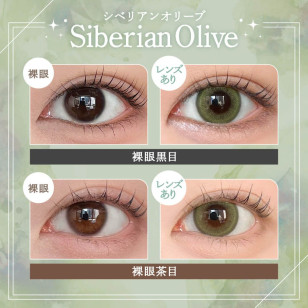Rain 1Day Siberian Olive レイン シベリアンオリーブ